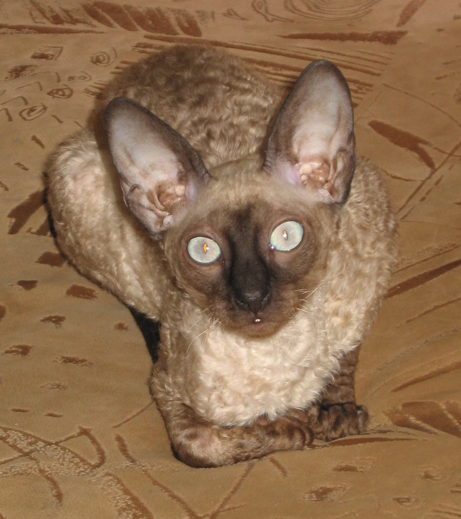 Корниш рекс американский сиамский