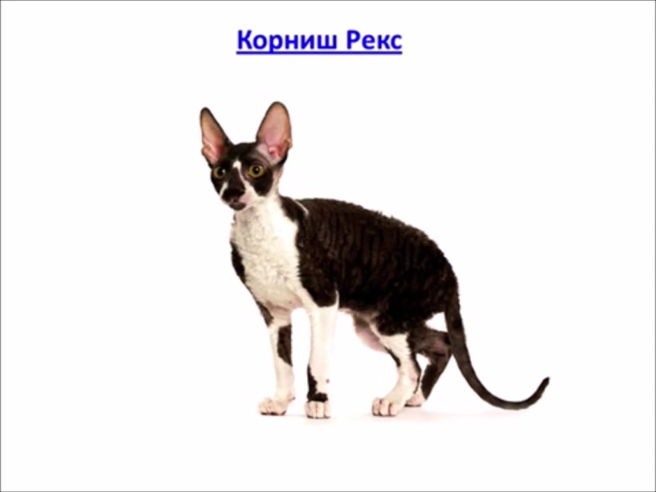 Корниш рекс кудрявый