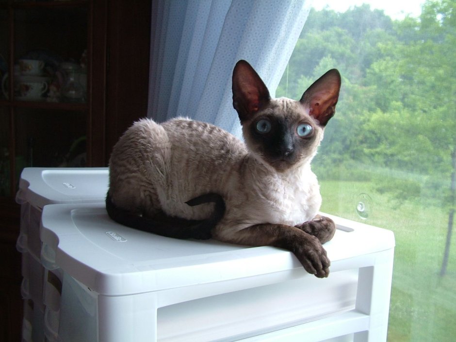 Сиамские кошки Корниш рекс