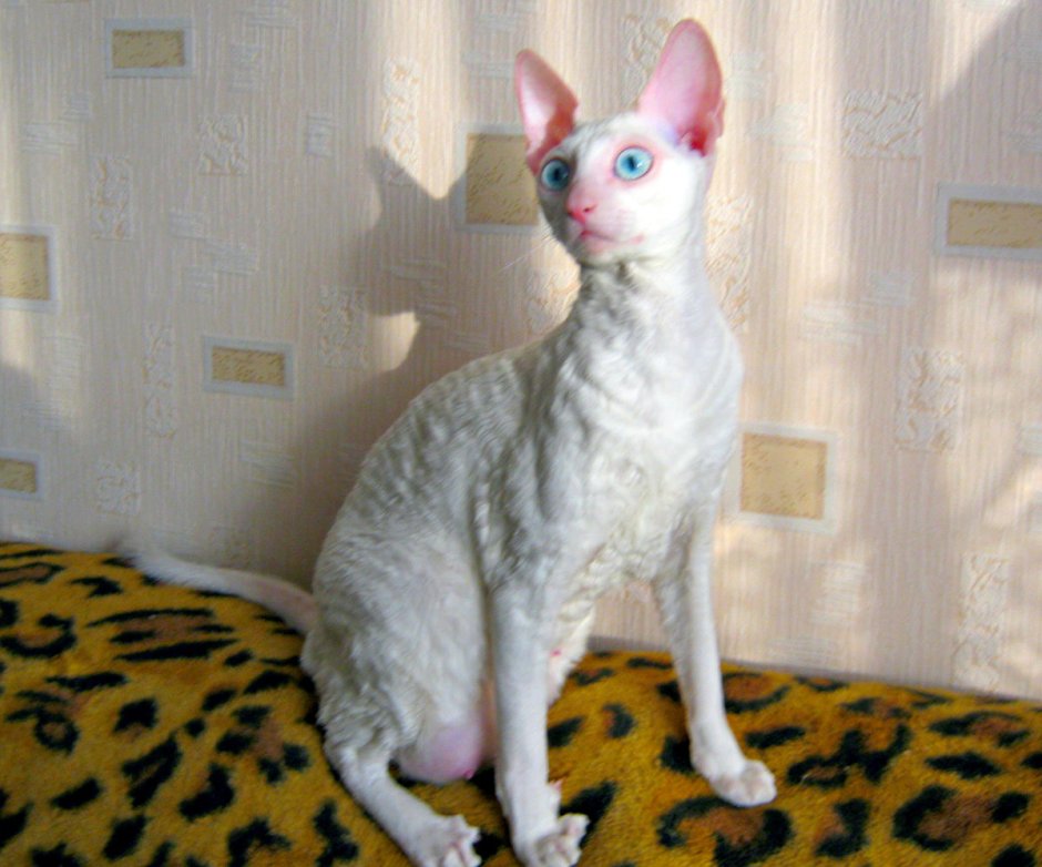 Донской сфинкс Корниш рекс