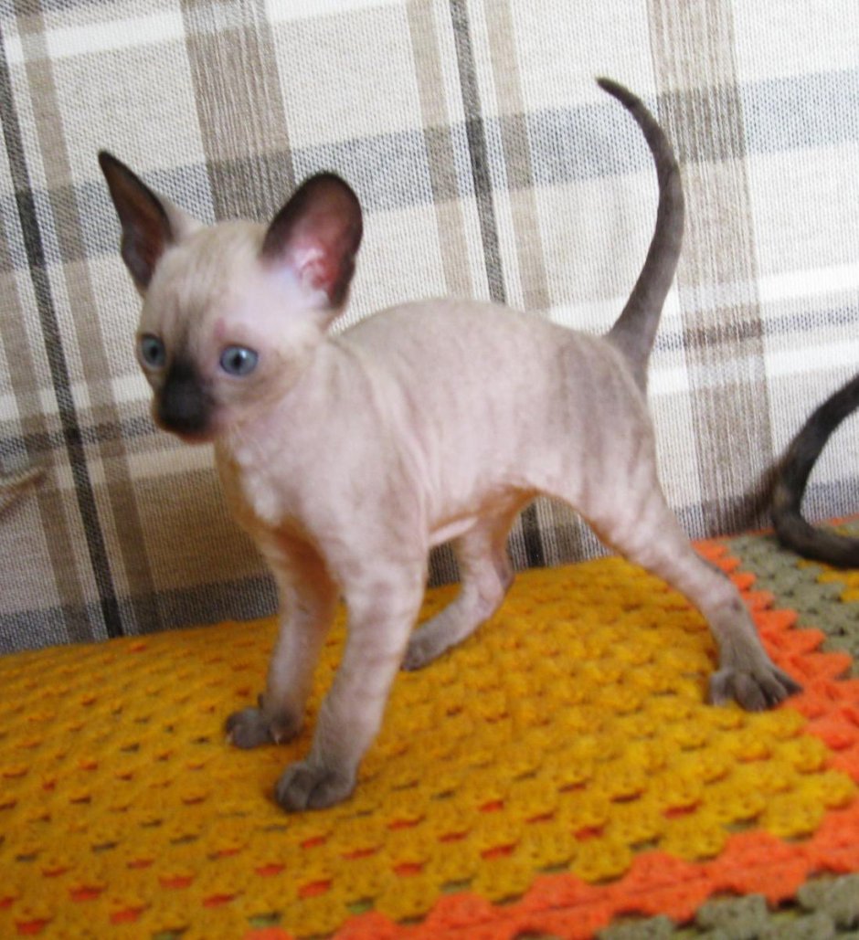 Корниш рекс Пойнт