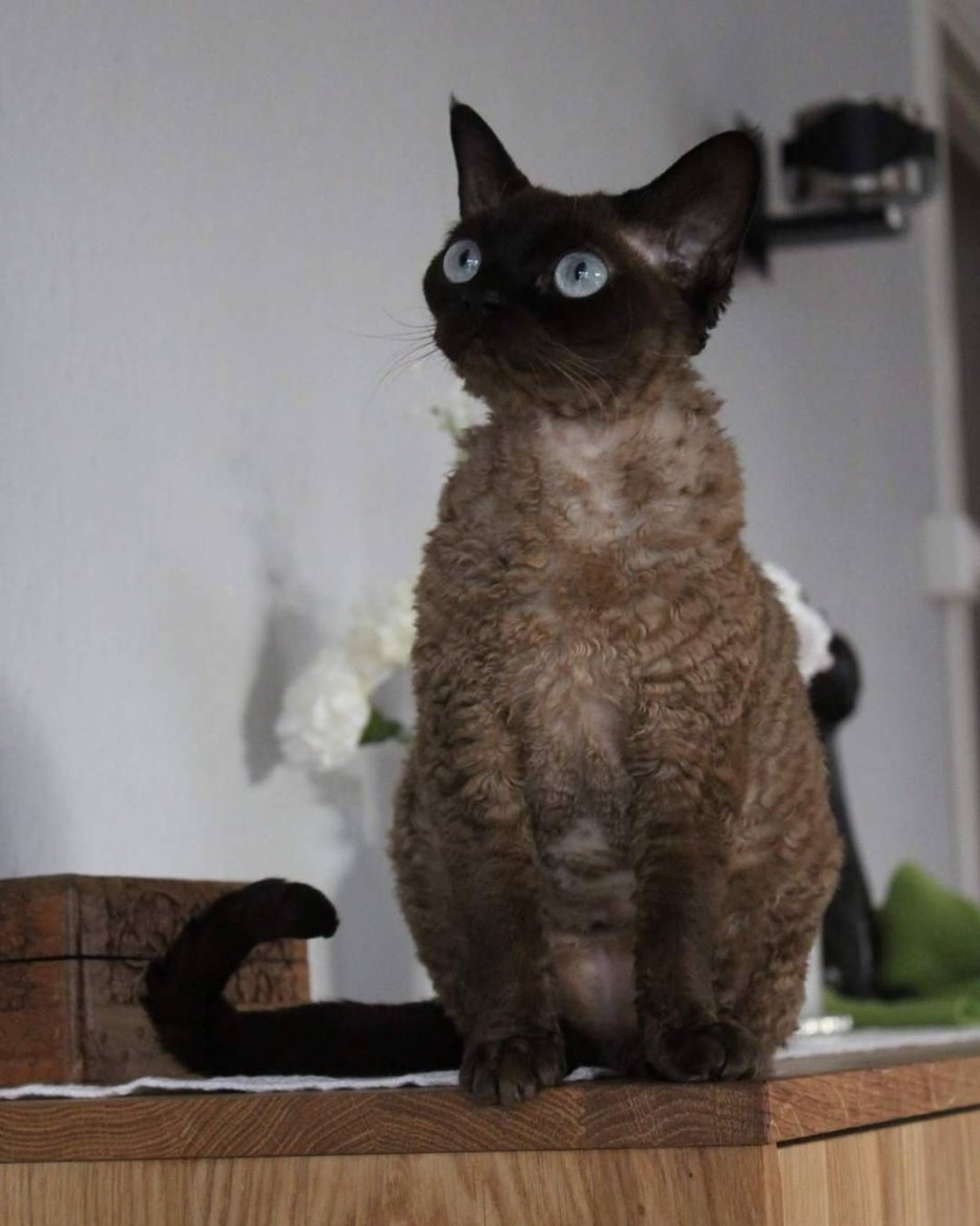 Кот Даймонд рекс