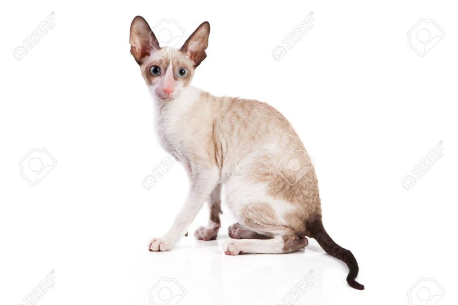 Корниш рекс