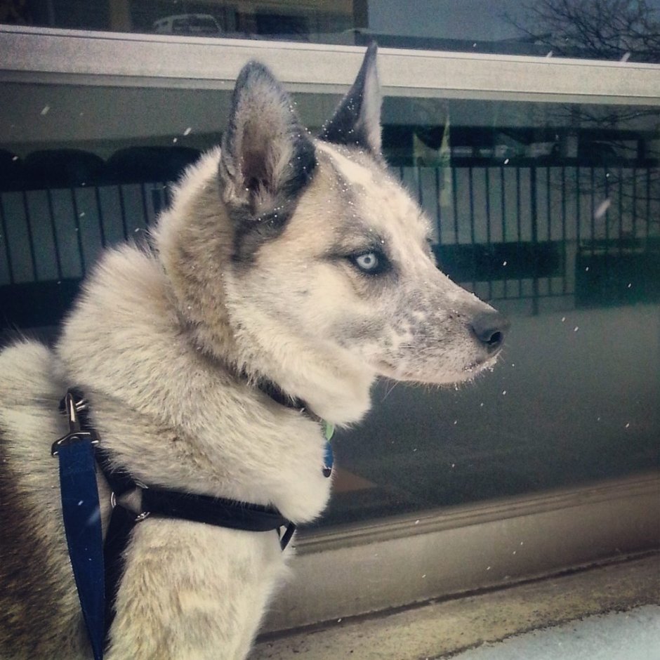 American Akita Mix Husky