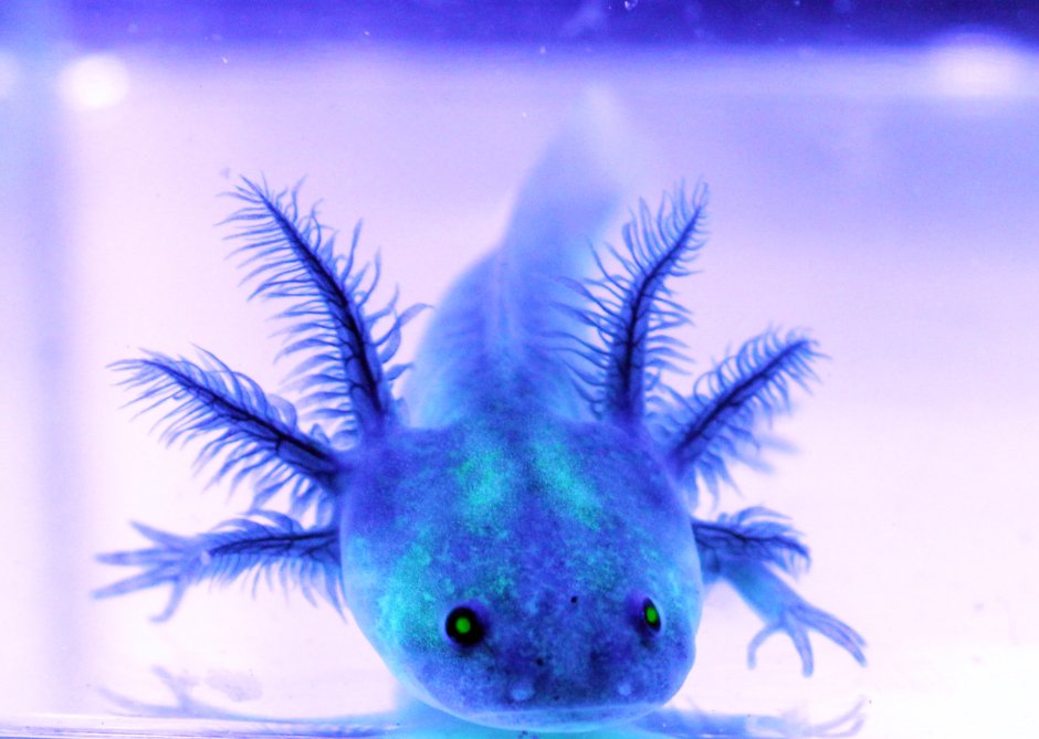 GFP аксолотль