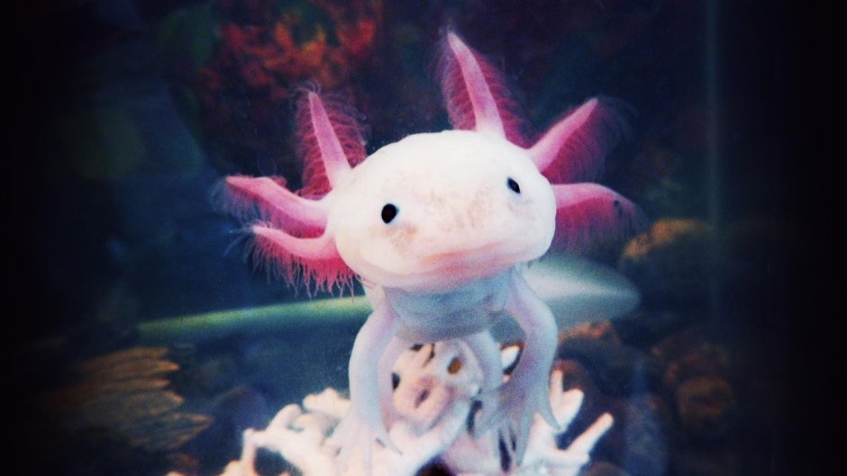 Nautilus are you an Axolotl обложка