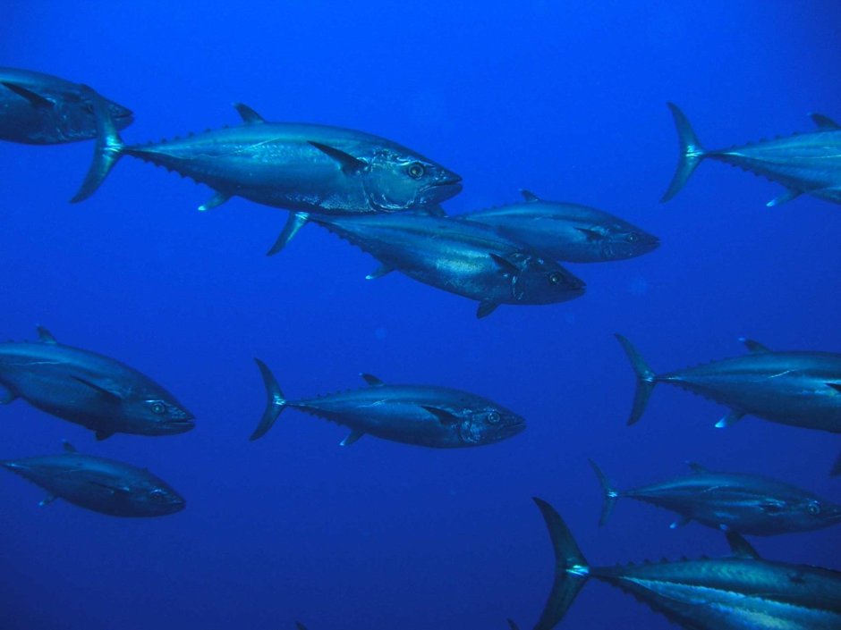 Голубой тунец