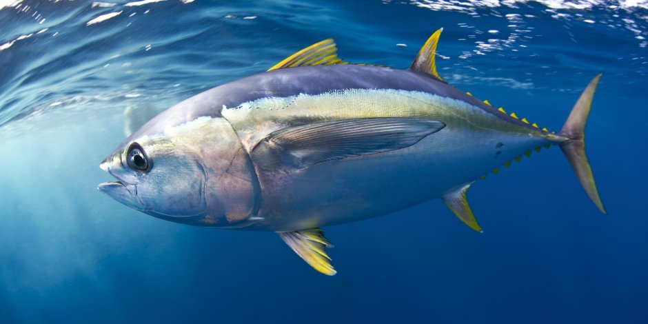 Желтопёрый тунец