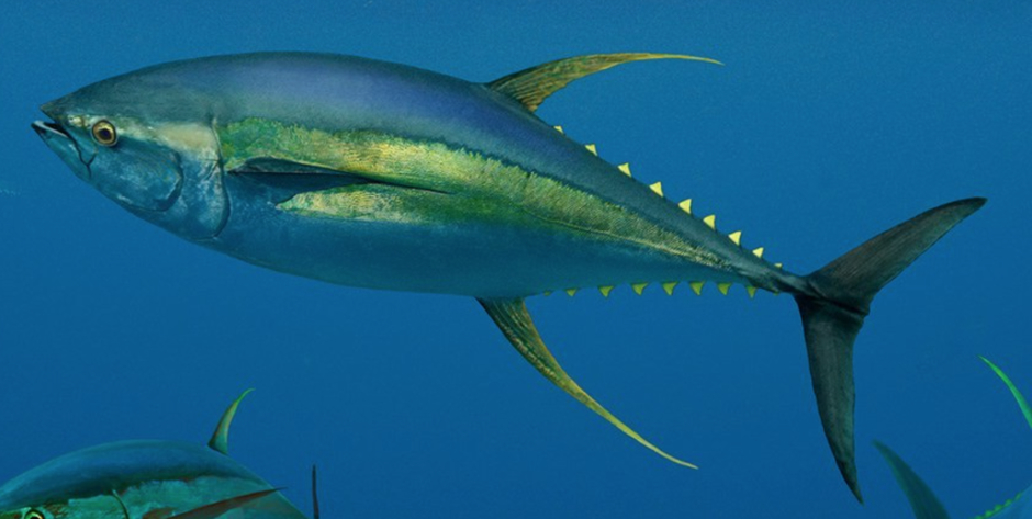 Желтоперый (желтохвостый) тунец