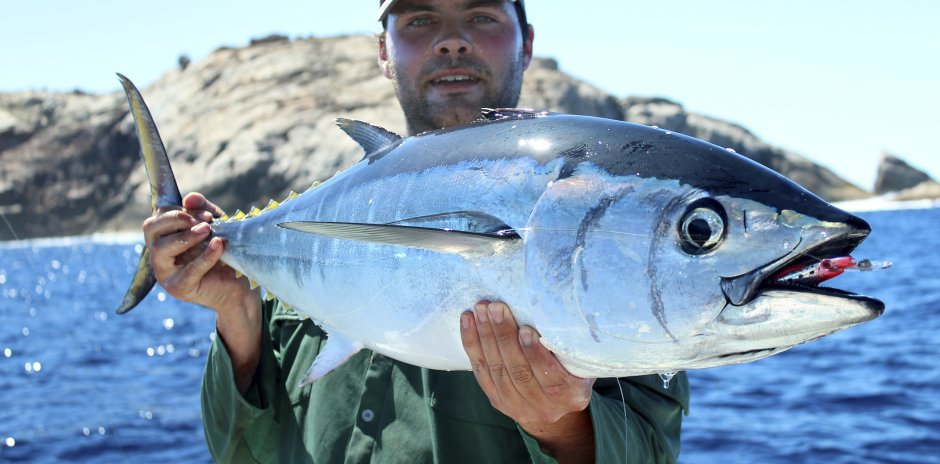 Синепёрый тунец