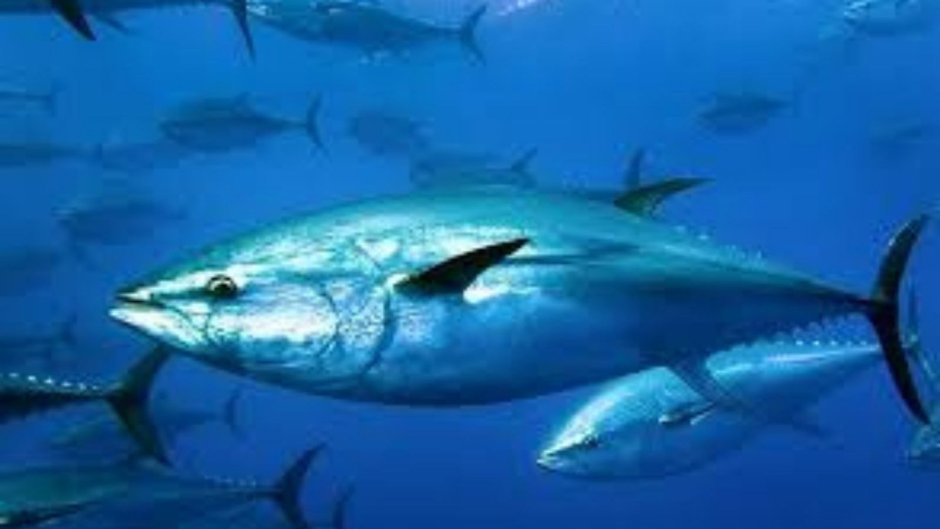 Тихоокеанский голубой тунец