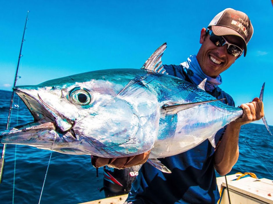 Тунец Бонито пеламида