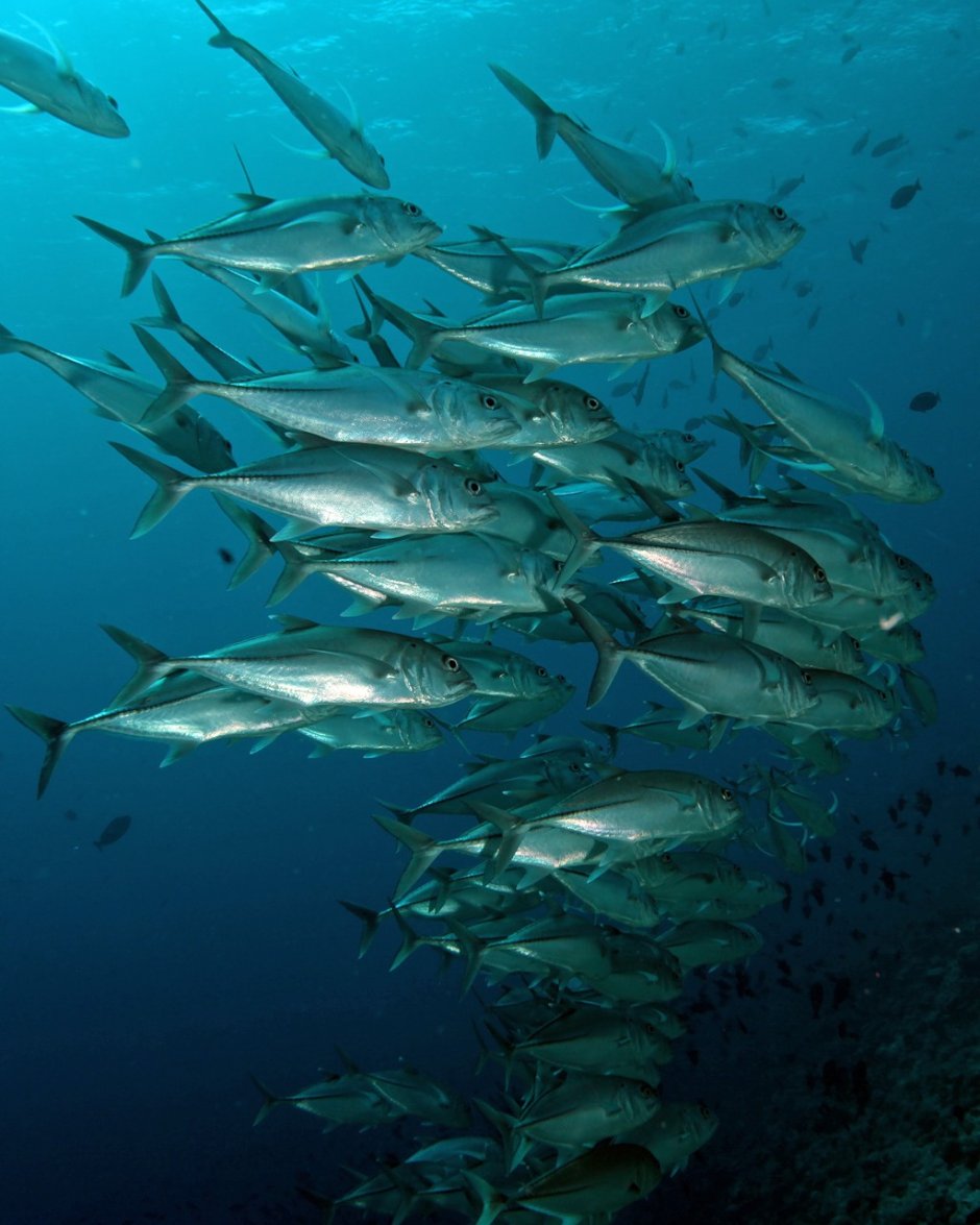 Ставрида Черноморская