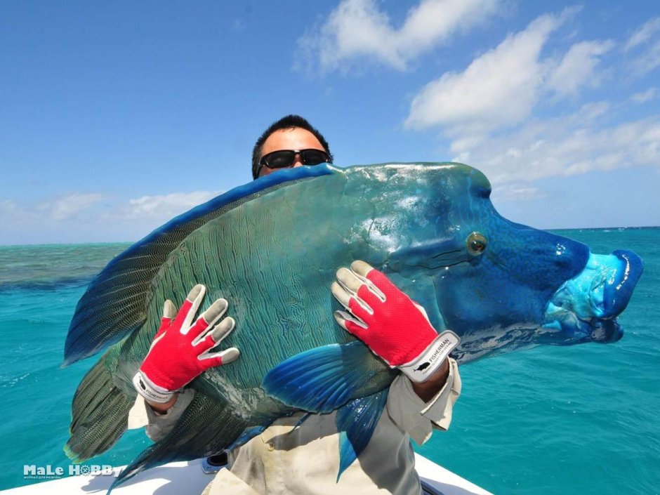 Рыбы на Мальдивах