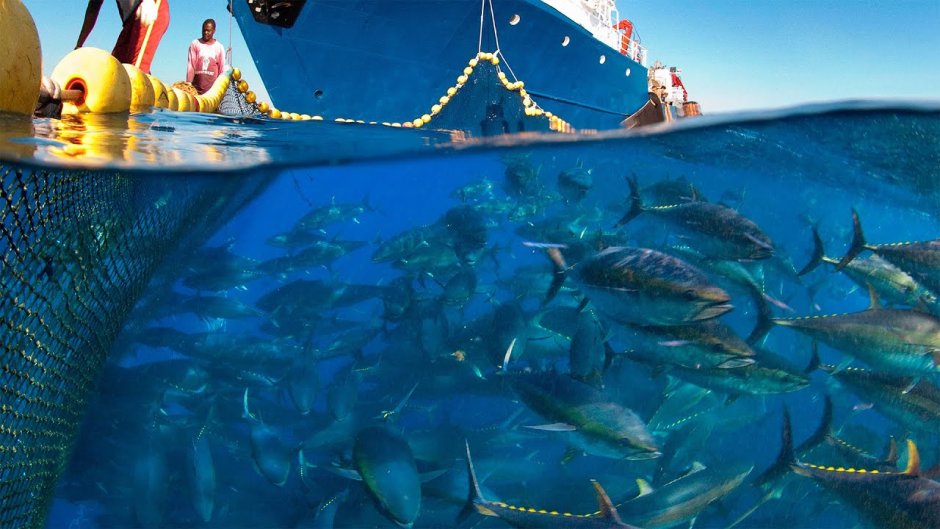 Ловля рыбы в океане