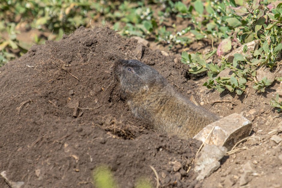 Обыкновенный слепыш (Spalax microphthalmus)