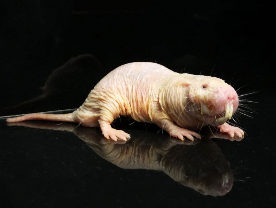 Слепушонка обыкновенная Ellobius talpinus
