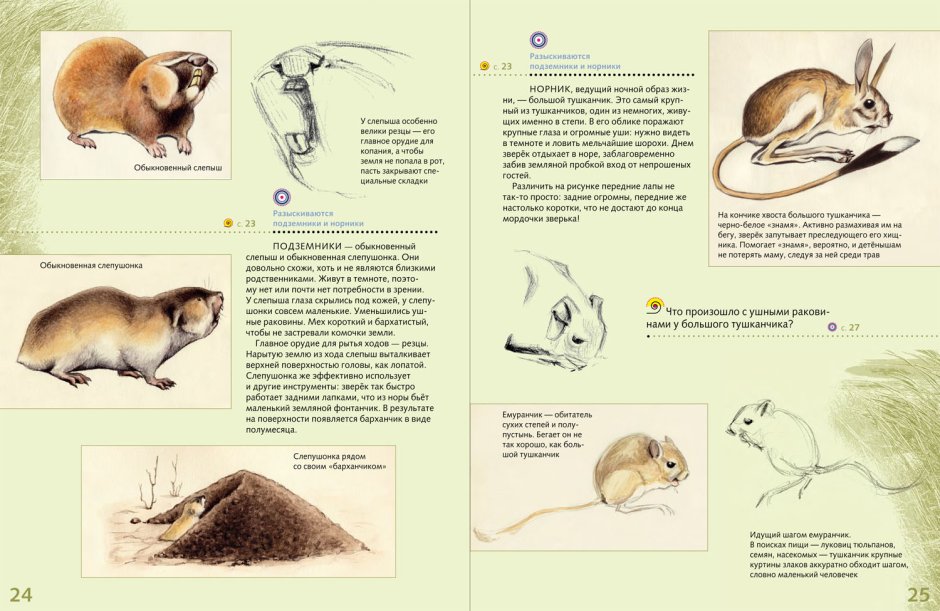 Слепушонка обыкновенная Ellobius talpinus