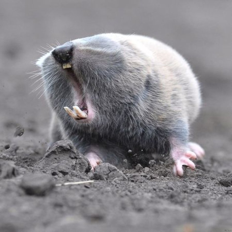 Lemming Joel Sartore