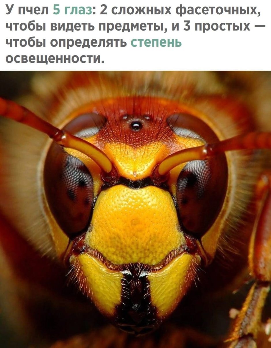 Простые глаза пчелы