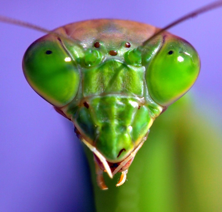 Praying Mantis насекомое