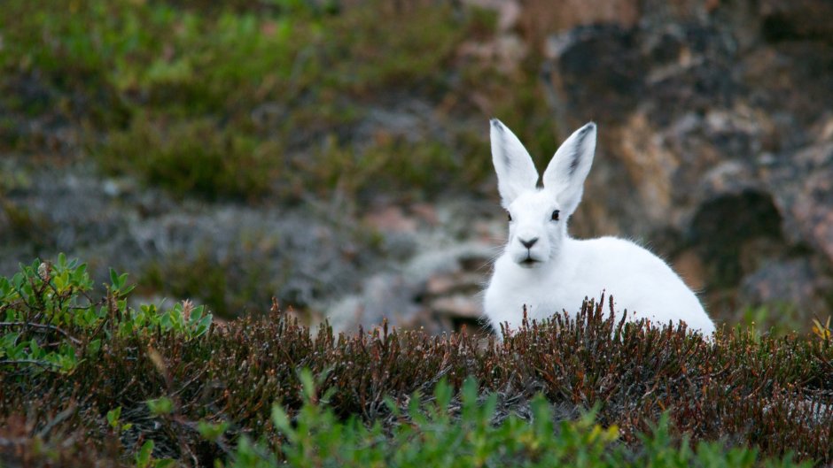 Лесной Северный олень (Rangifer tarandus fennicus Lonnberg, 1909)