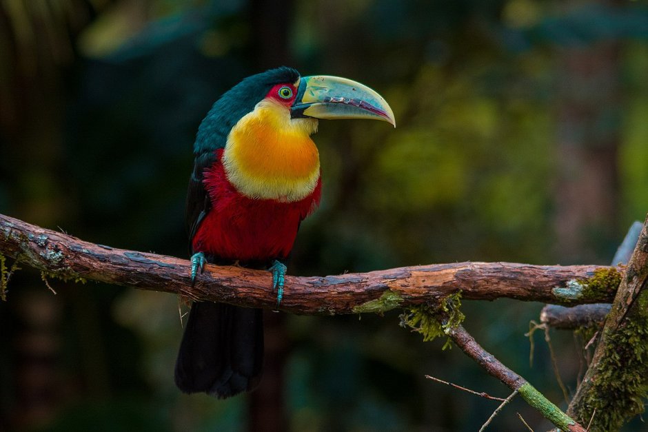 Ramphastos dicolorus