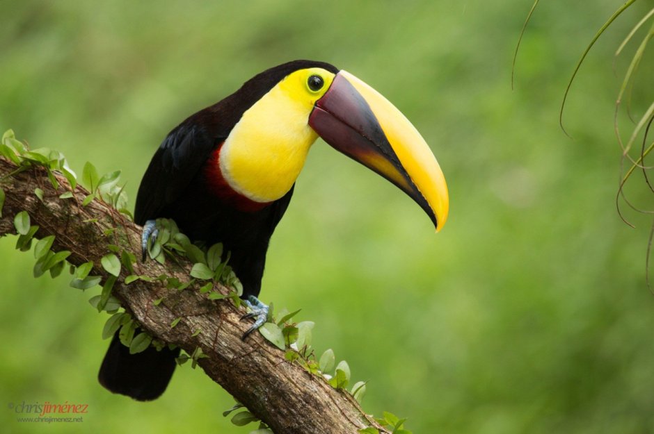 Ramphastos ambiguus