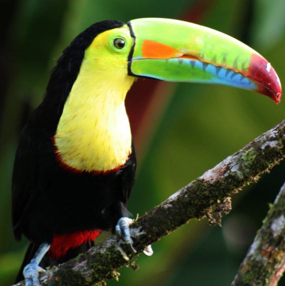 Tucan Pico Iris