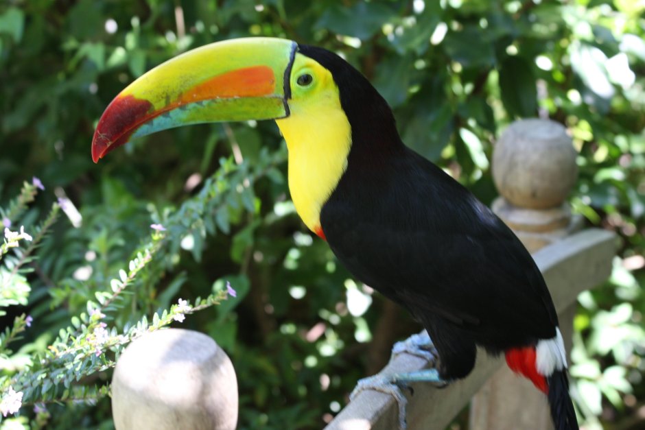 Ramphastos sulfuratus