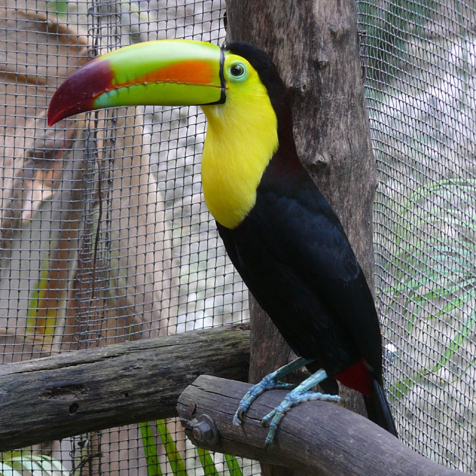 Ramphastos sulfuratus