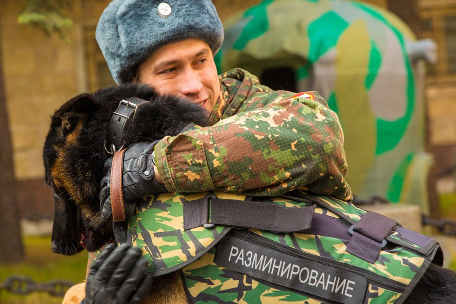 Собака разминирование