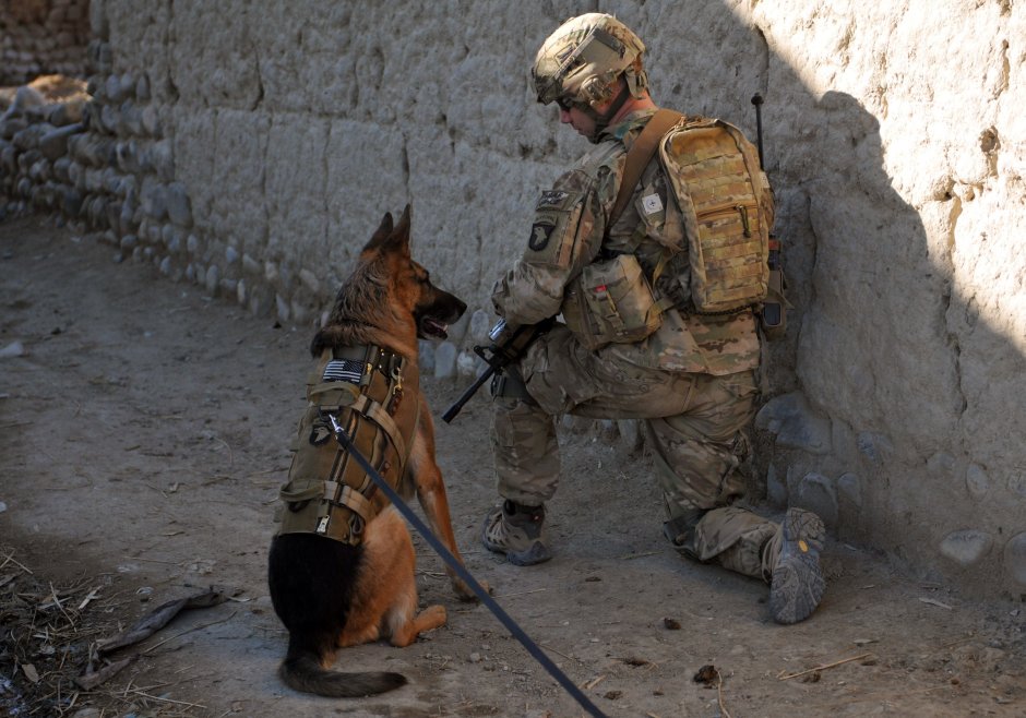 K9 овчарка Army