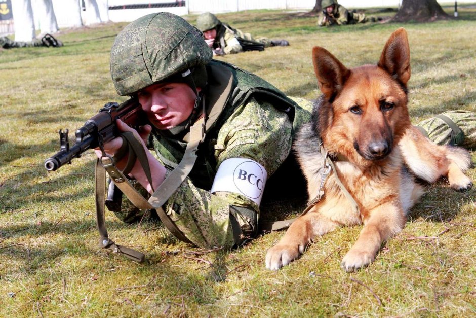 Овчарка немецкая в армии РФ