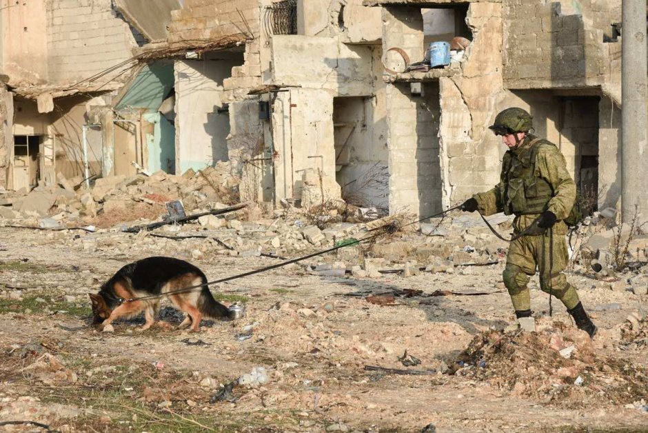 Сирия разминирование собаками