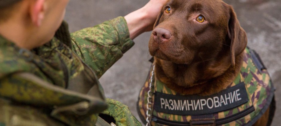 Бельгийская овчарка спецназ