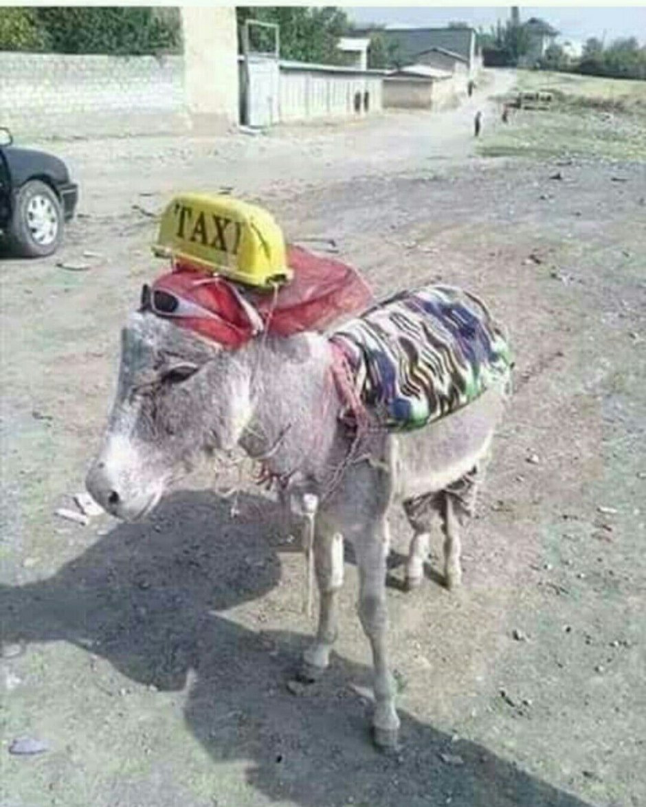 Наряженный осел