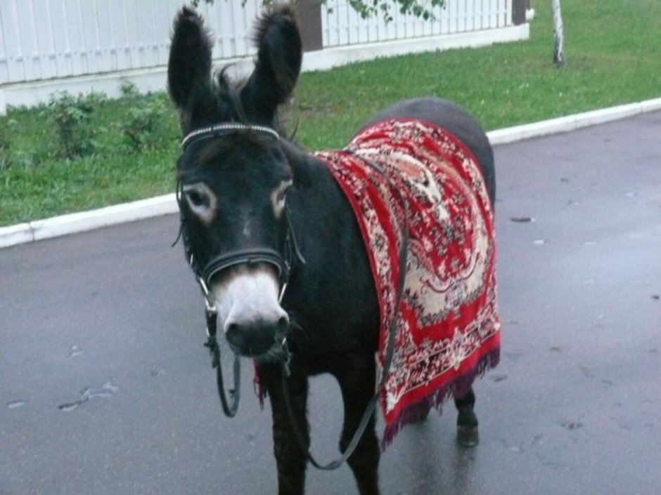 Человек на осле