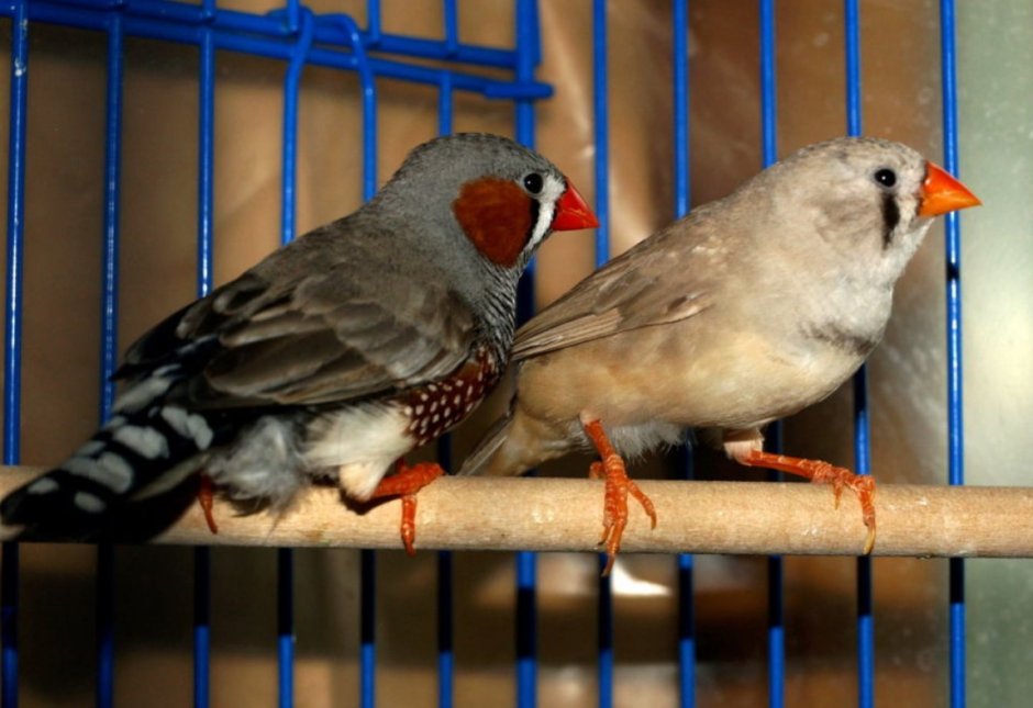 Японские амадины