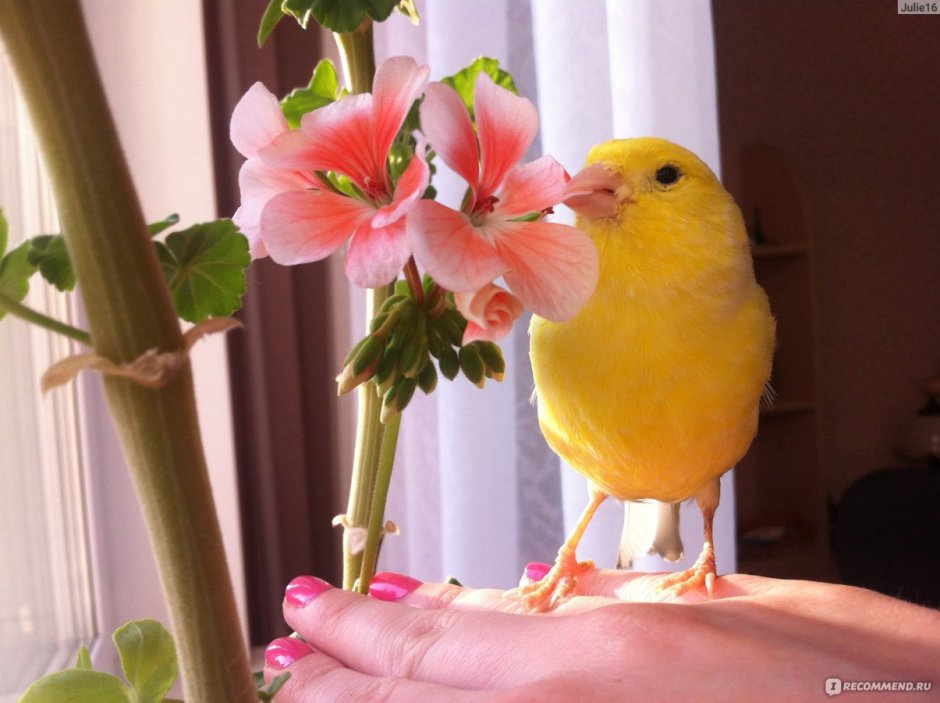Амадины стая