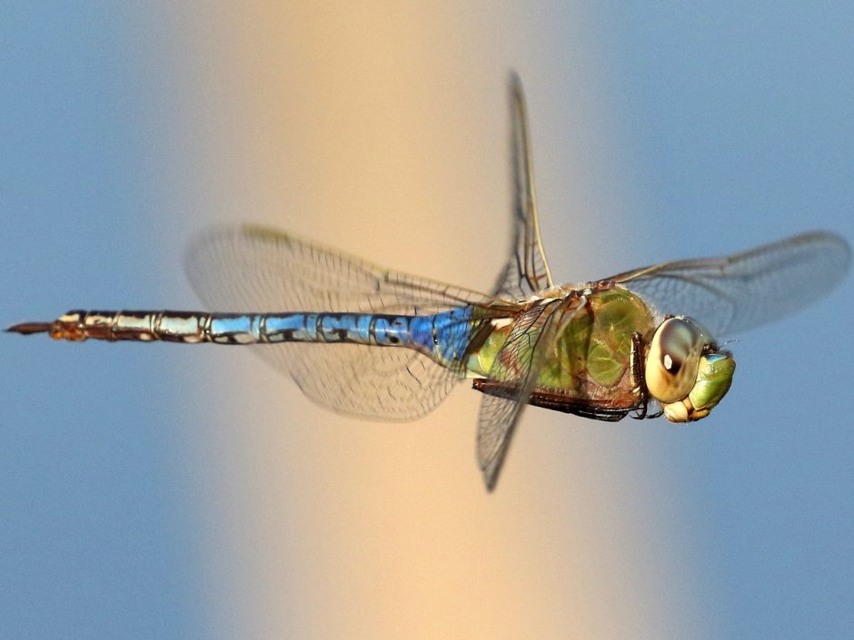 Anax junius
