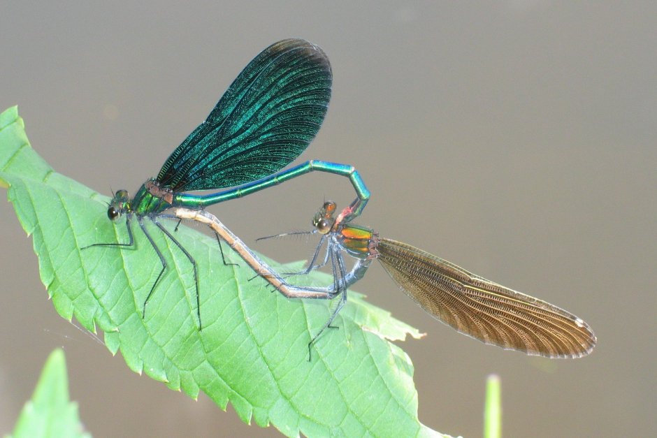 Стрекоза Calopteryx Virgo