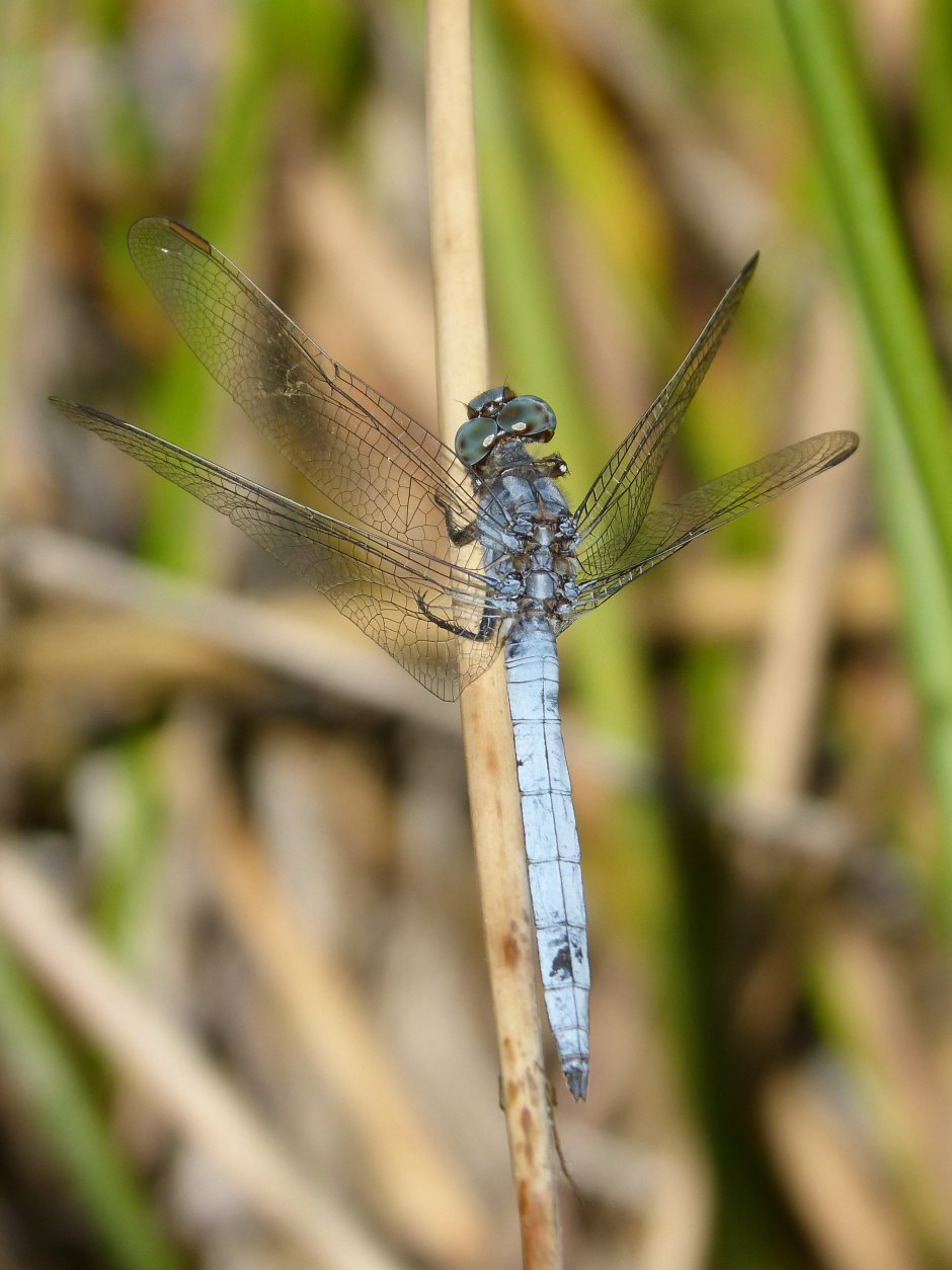 Orthetrum brunneum