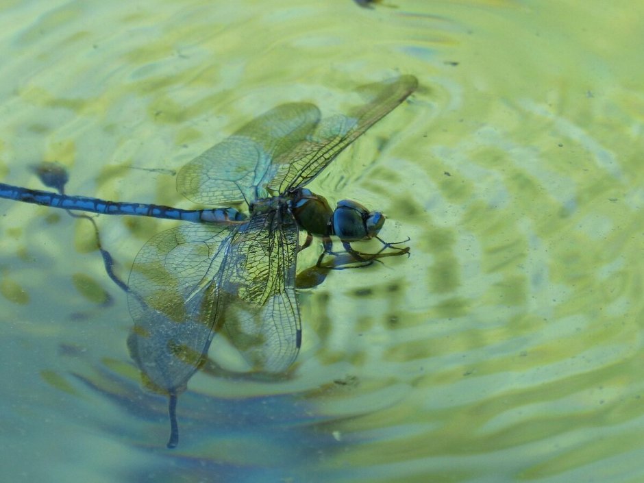 Aeshna affinis Dragonfly