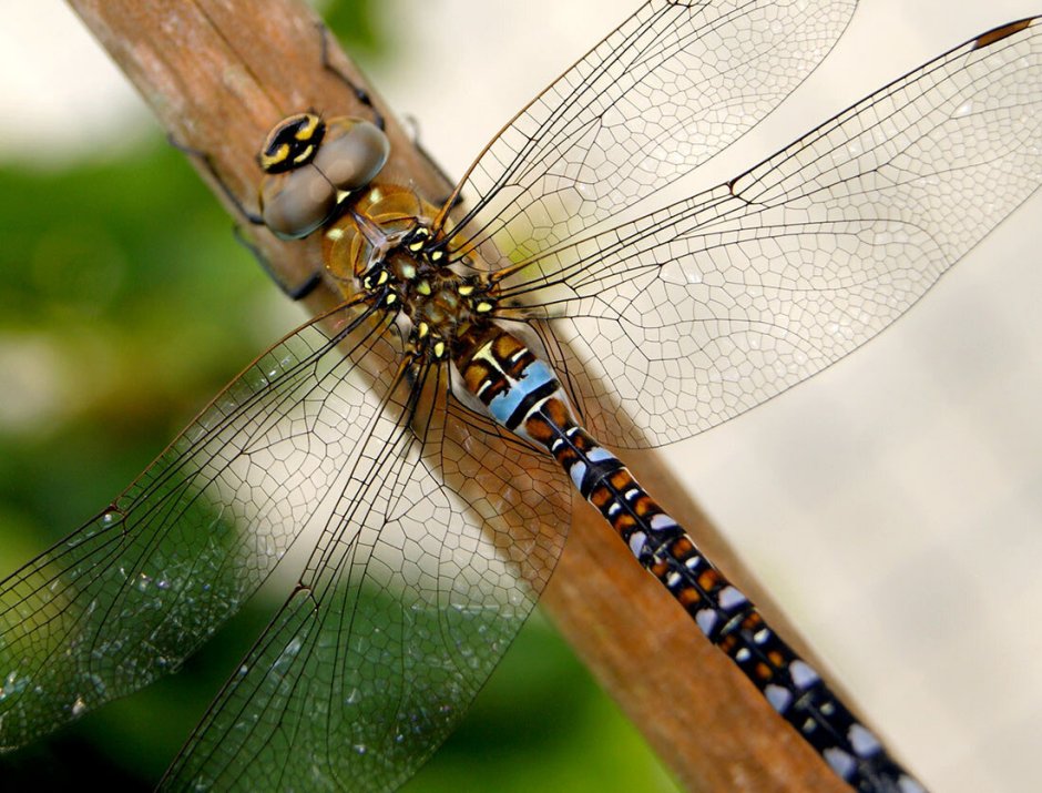 Стрекоза Austrophlebia costalis