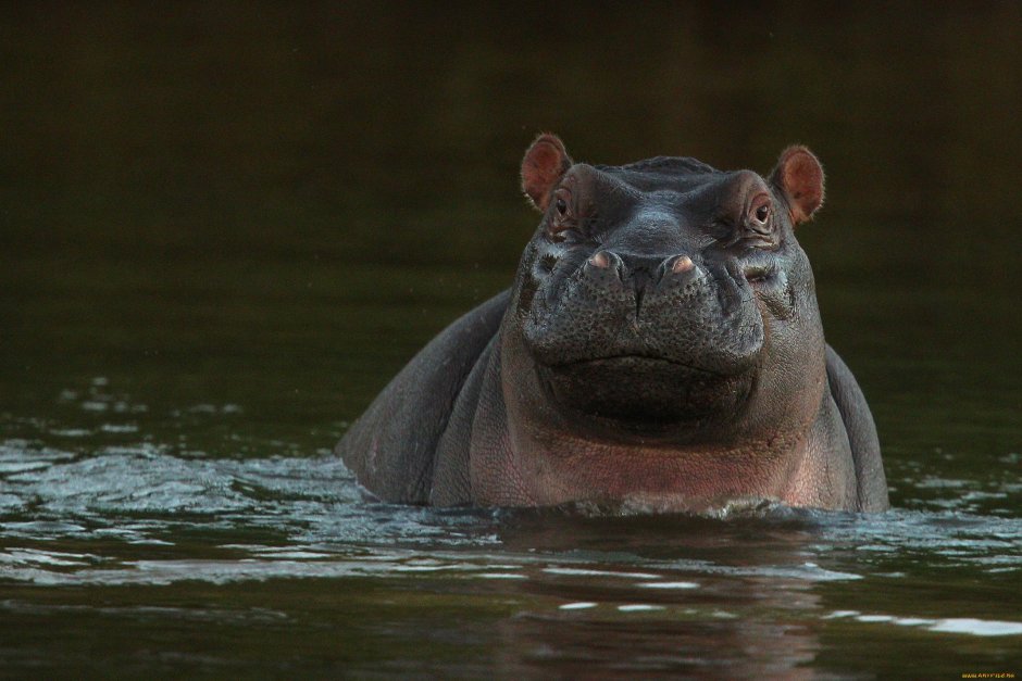 Гиппопотам (Hippopotamus)