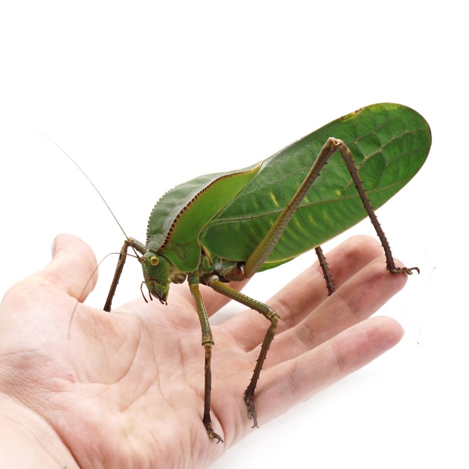 Siliquofera Grandis
