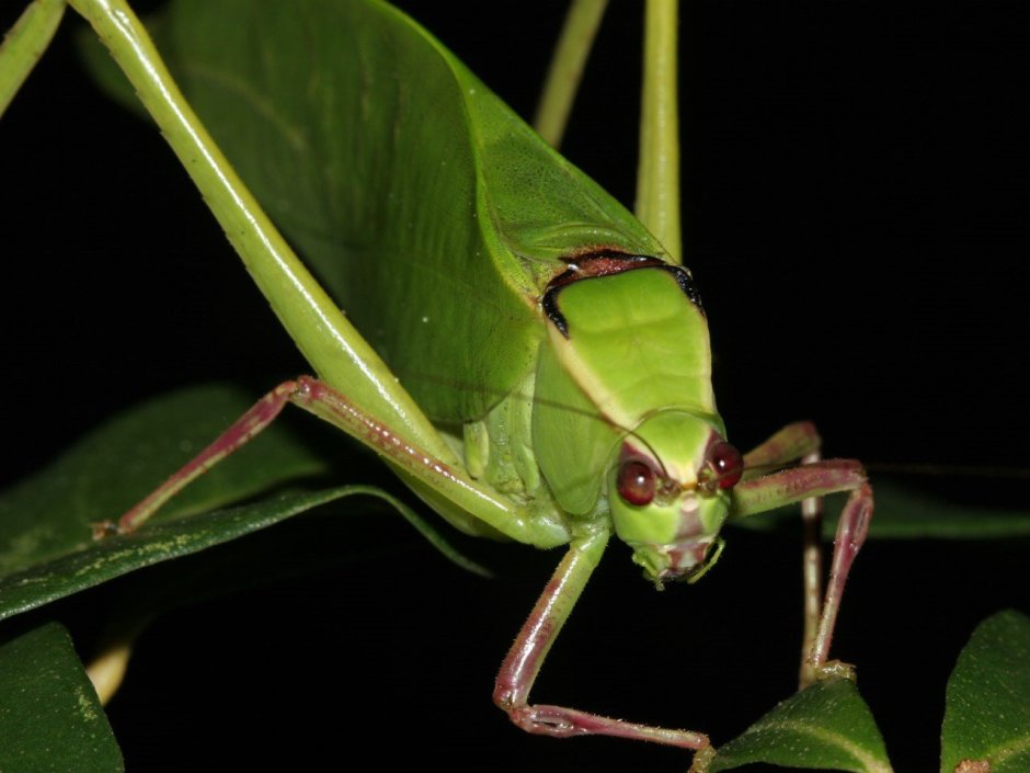 Stilpnochlora couloniana