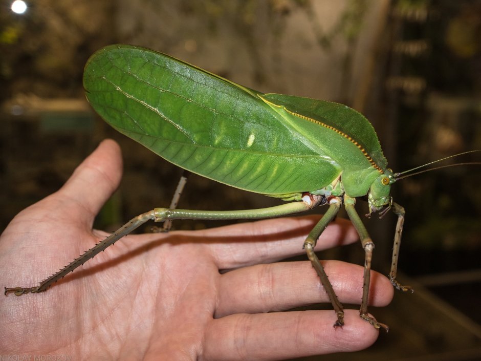 Siliquofera Grandis