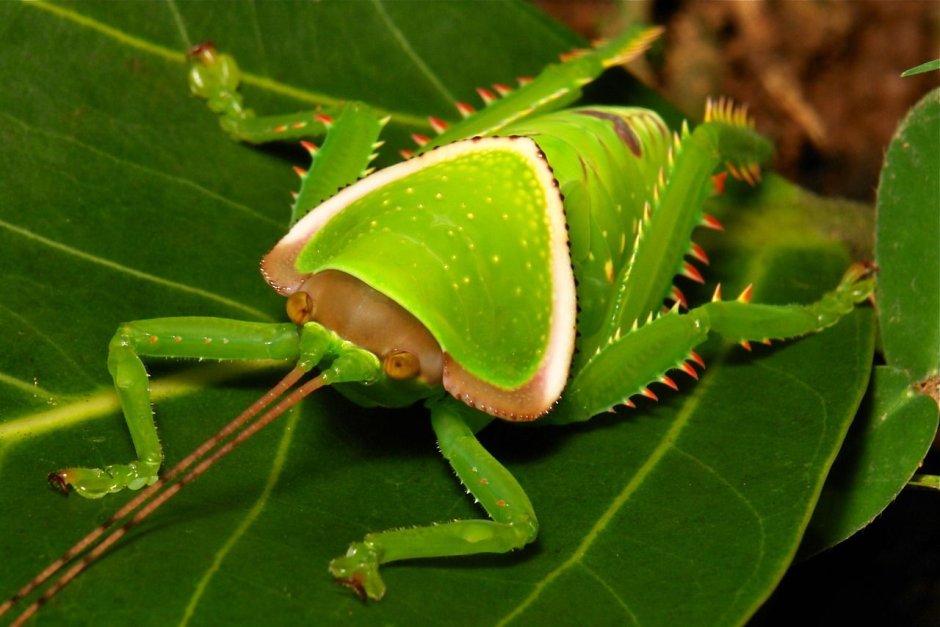 Pseudophyllus Titan